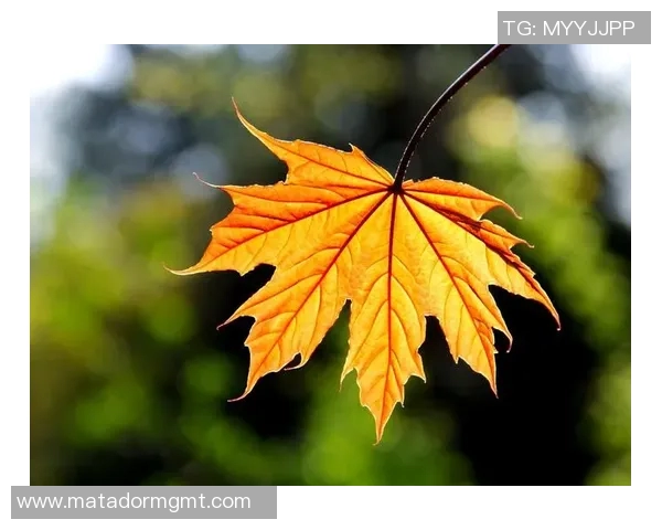 探索摄影艺术的魅力：从基础技巧到创意表达的全方位解析