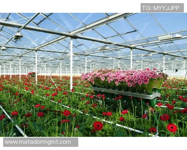 花卉种植技巧与管理方法解析助你打造美丽绿色家园